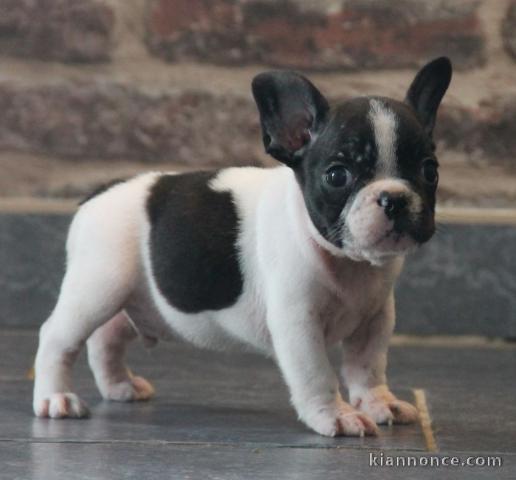 Chiot bouledogue francais mâle a donner