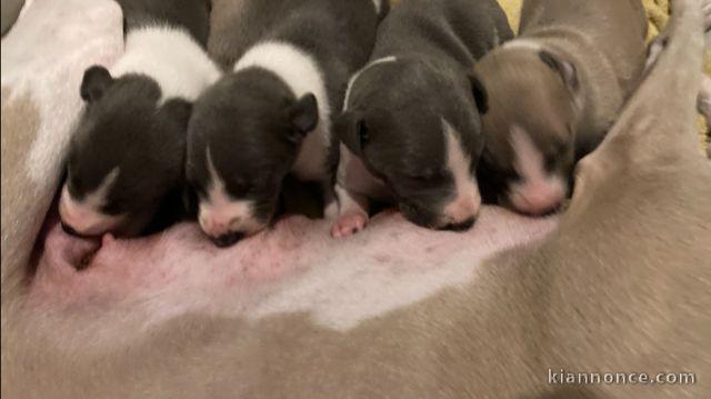 Chiots Whippet dispo de suite 