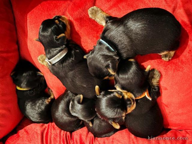 Magnifiques chiots Yorkshire Terrier LOF,