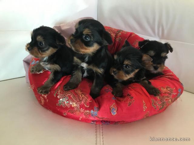 Je donnes mes Chiots Yorkshire Terrier