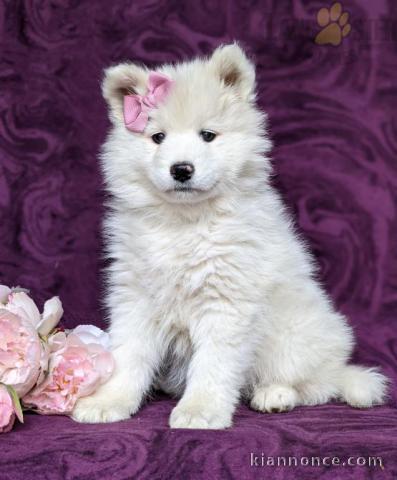 Chiots mâles et femelles Samoyede poil lisse a donner