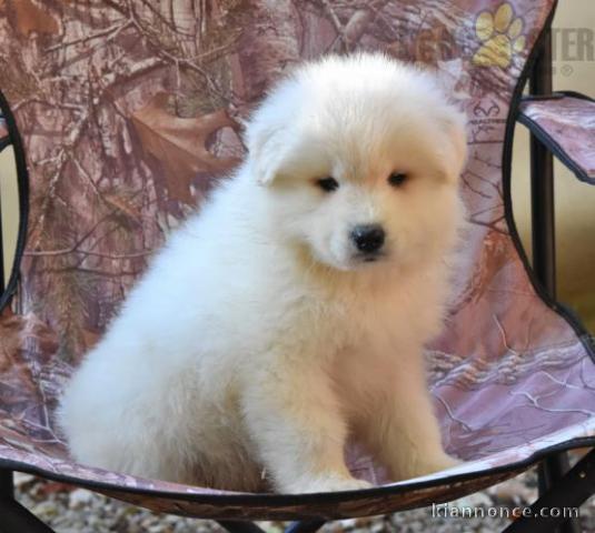 Adorables Chiots Samoyede  lof
