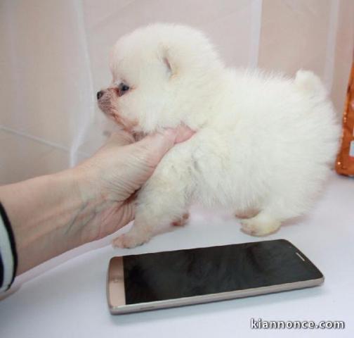 chiot Bichon Maltais LOF a donner femelle