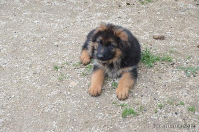 Chiot berger allemand femelle poil long lof