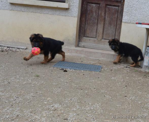 Chiot berger allemand femelle poil long lof