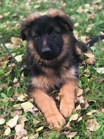 Chiot berger allemand femelle poil long lof