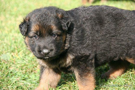 Chiot berger allemand femelle poil long lof