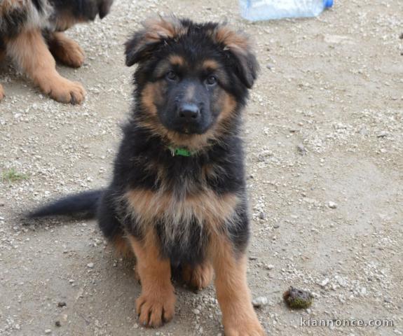 Chiot berger allemand femelle poil long lof