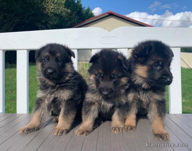 Chiot berger allemand femelle poil long lof