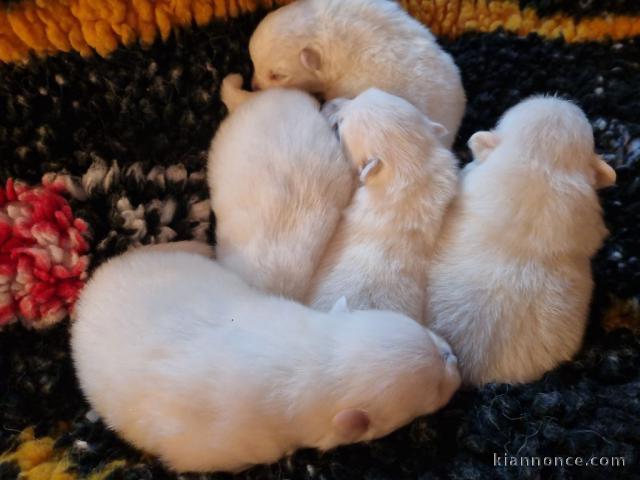 chiots spitz japonais adorable