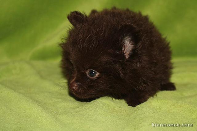 Adorable chiots spitz nain