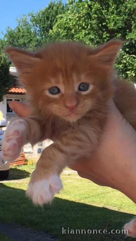 Chaton Maine Coon de 3 mois