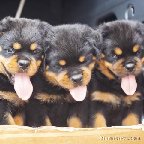 Chiots Rottweiler Adorable