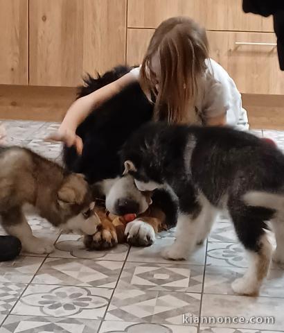 chiots malamute d\