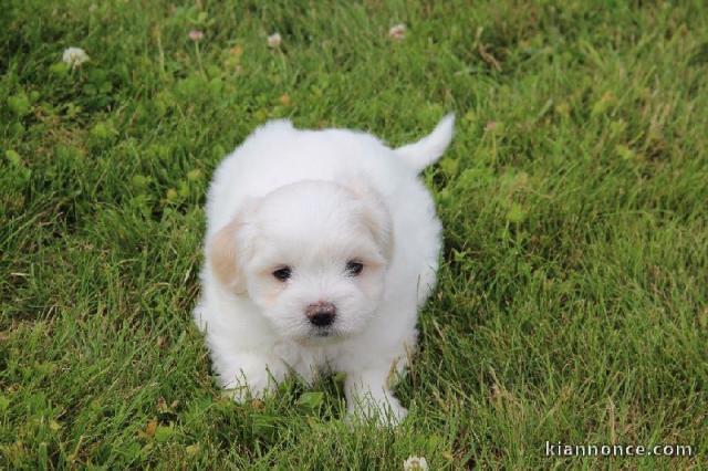 Magnifique chiot coton de Tuléar femelle (appelé blanche)