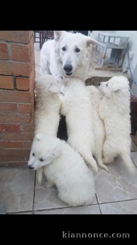 Chiots Berger Blanc Suisse a Adopter