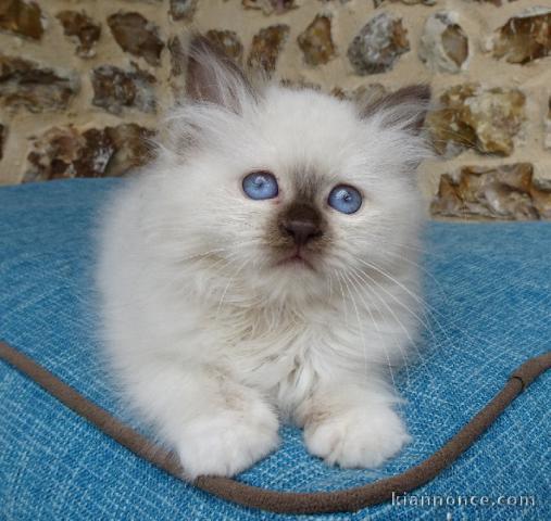 Magnifique chaton sacré de Birmanie  à adopter