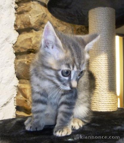 chaton européen trois mois