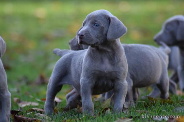 Chiots Braque de Weimar 6 femelles et 2 mâles à donner