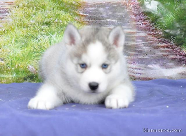 Adorables Chiots Siberian Husky inscrit au lof