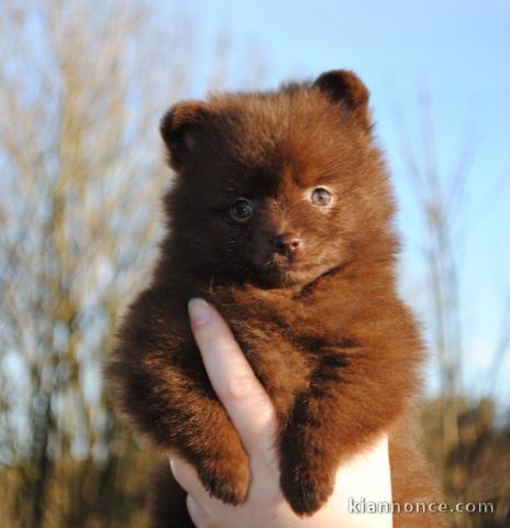 Chiot Spitz Allemand Femelle Naine