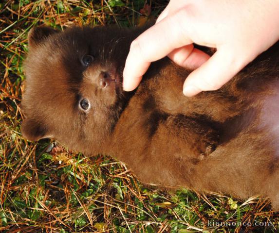 Chiot Spitz Allemand Femelle Naine