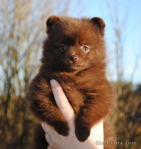 Chiot Spitz Allemand Femelle Naine