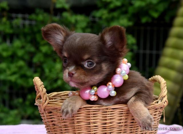 Donner chiot bébés chihuahua femelle