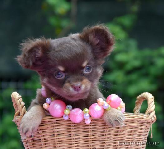 Donner chiot bébés chihuahua femelle