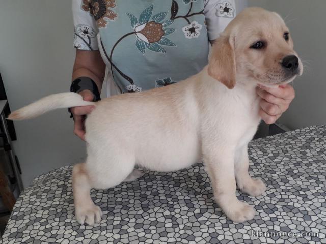 Magnifiques chiots labradors lof à donner