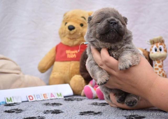 A donner Chiot type Chow Chow femelle Pour Noel