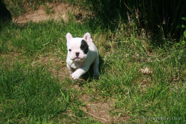 à donner magnifique chiot bouledogue français Pour Noel