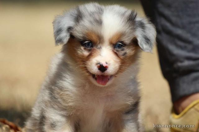 Adoption Chiot berger australien femelle bleu merlé