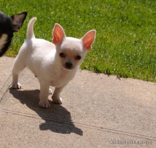 A donner chiot Chihuahua femelle Pour Noel