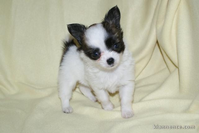 A donner Adorable Chiot chihuahua femelle Pour Noel