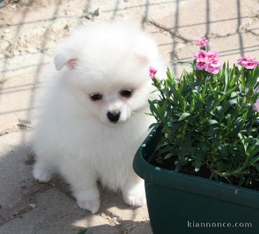 A Donner Superbe Chiot SPITZ ALLEMAND Blanc Pour Noel