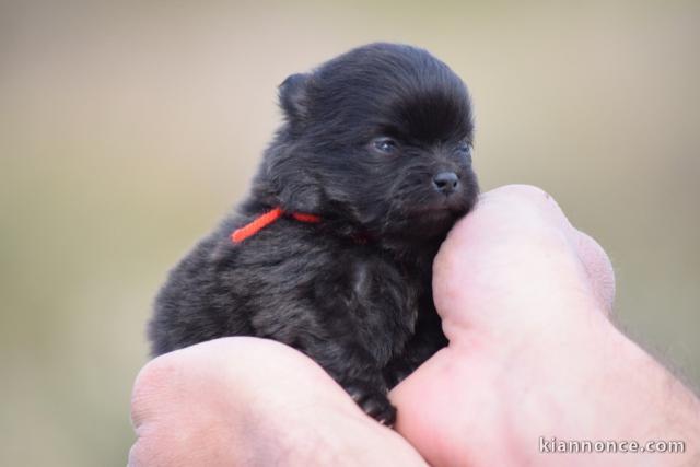 Portée Chiots Spitz allemand LOF POUR ADOPTION 