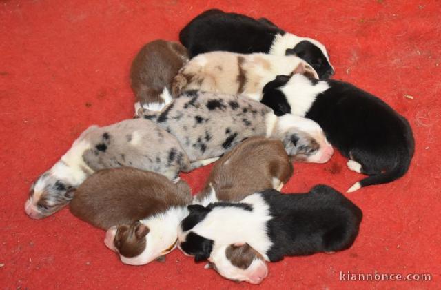 Adorables Chiots Berger Australien