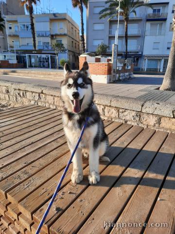  Adorables Chiots husky inscrit au lof