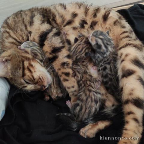 Chatons : Type Bengal pour Noël