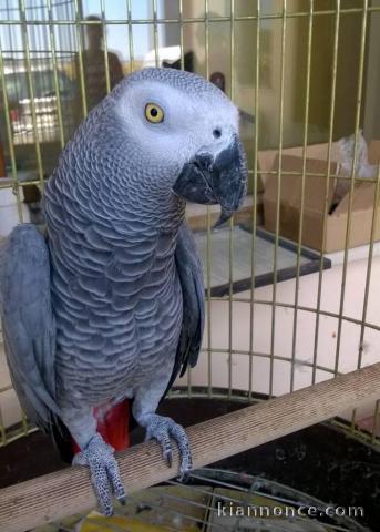 Perroquet :Type Gris Gabon pour Noël Disponible 
