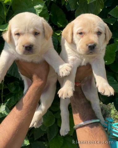 Magnifique Chiots Labrador disponible 