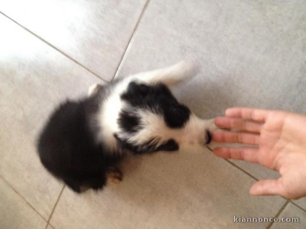 A cédé très belle Chiot Border Collie Pour Noel