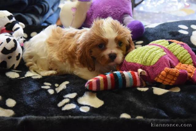 A DONNER chiot Cavalier King Charles femelle Pour Noel