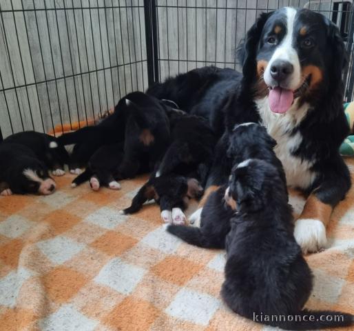 Portée Chiots Bouvier bernois  2 mâles - 5 femelles