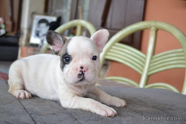 chiots Bouledogues français LOF