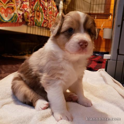 Très beaux petits bergers australiens à donner.