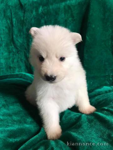 Mes mignons petits Bergers Blancs Suisse sont à adopter.