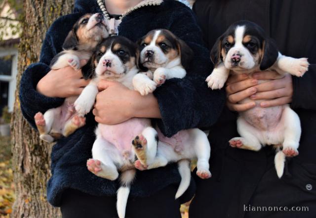 Dons Chiots Beagle Dispo