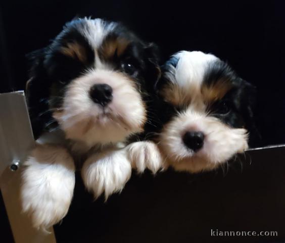 Chiots Cavalier King Charles Spaniel